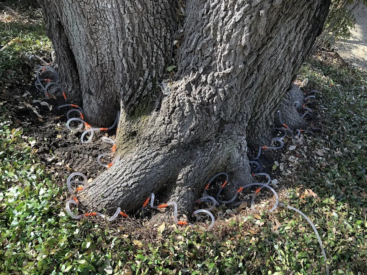 Detailed Tree Cabling and Bracing job site in Beckville