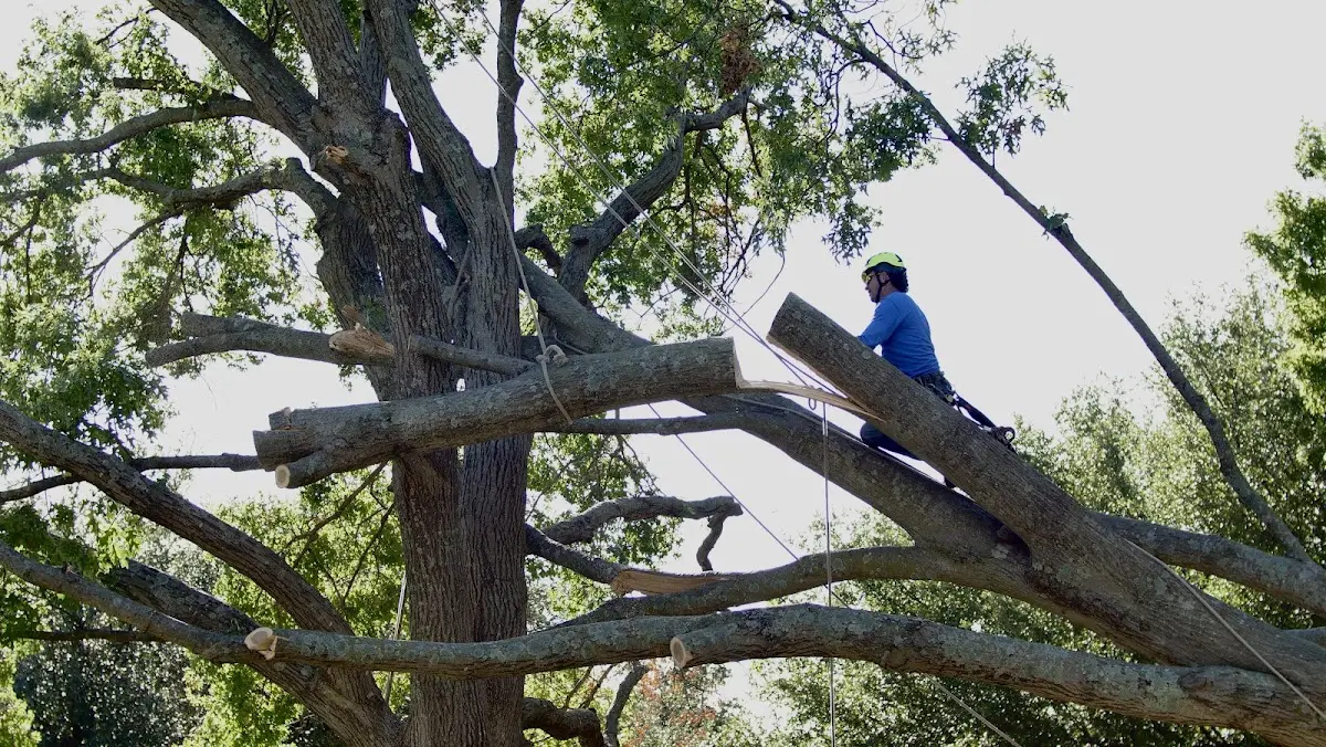 Professional Crown Thinning performed by certified arborists in Beckville