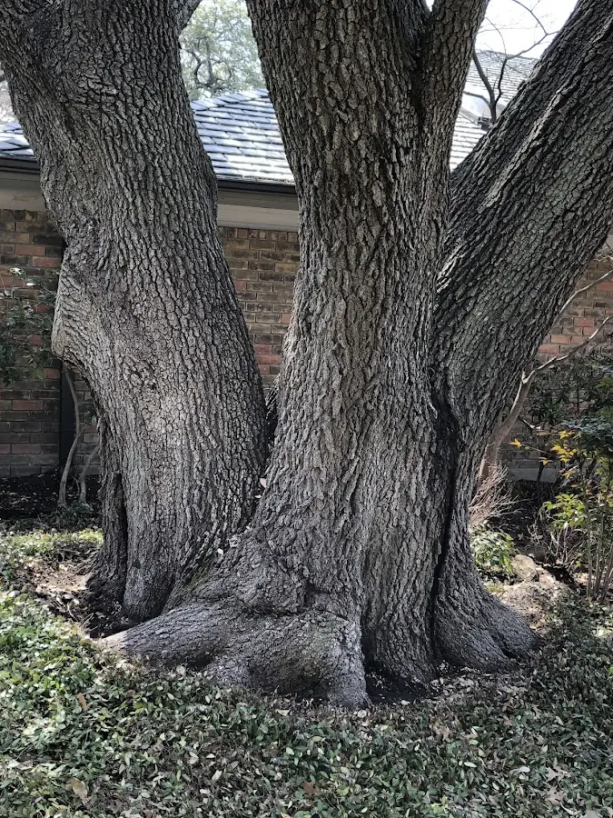 Mature heritage tree close to a Beckville property cared for by certified arborists
