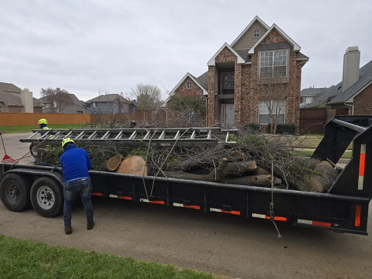Expert Tree Removal with proper safety equipment in Beckville